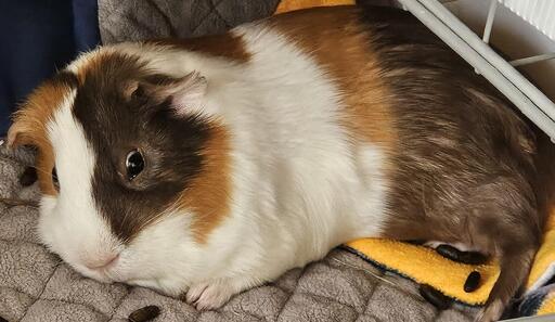 My guinea pig named Coffeecake is completely asleep, splooted on his side like a dead piggy in his little hidey corner; however, his eyes are frozen open in terror as if he were wide awake. 

The top layer of the bedding is grey square fleece bedding, and the second, softer layer (which he has pulled out and laid on top of) is yellow on the visible underside.

It is normal for guinea pigs to sleep with their eyes open so they can keep a look out for predators. This is also typical of Coffeecake since he is the one I like to pick up and cuddle with, and many terrifying vet visits have conditioned him to fear The Claw. He also is not the dominant piggy in his cage despite his best efforts, and he gets bullied a ton by Oreo. In short, there's lots of reasons for him to sleep with his eyes open.