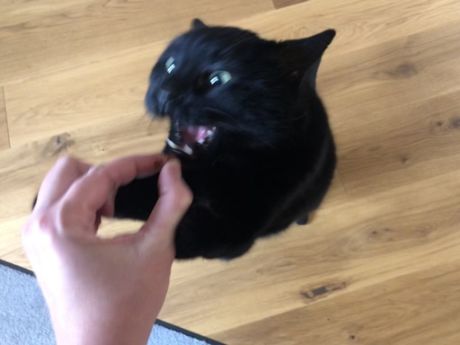 black cat mid jump aiming at my fingers holding a treat, claws and fangs out