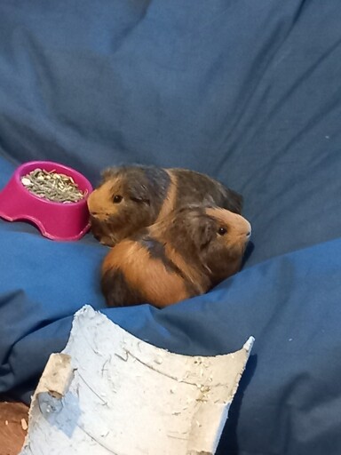 2 guinea pigs on a beanbag.