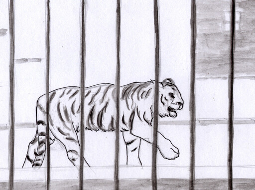 Tiger pacing behind bars