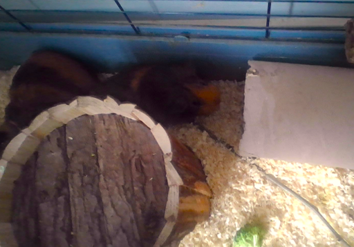 A very blurry picture of two guinea pigs.