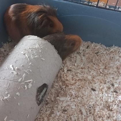 A picture that depicts two guinea pigs. One is standing in the corner of the cage, the other is running out of a tunnel in the cage, making her look blurred.