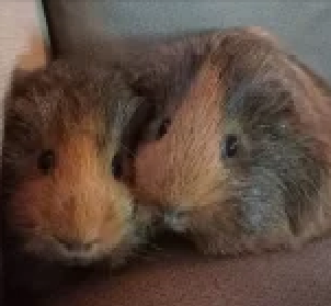 a low res picture of two guinea pigs.